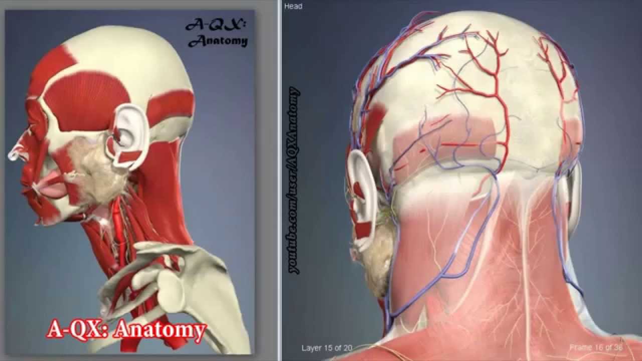 Ear Muscles | 3D Human Anatomy | Organs