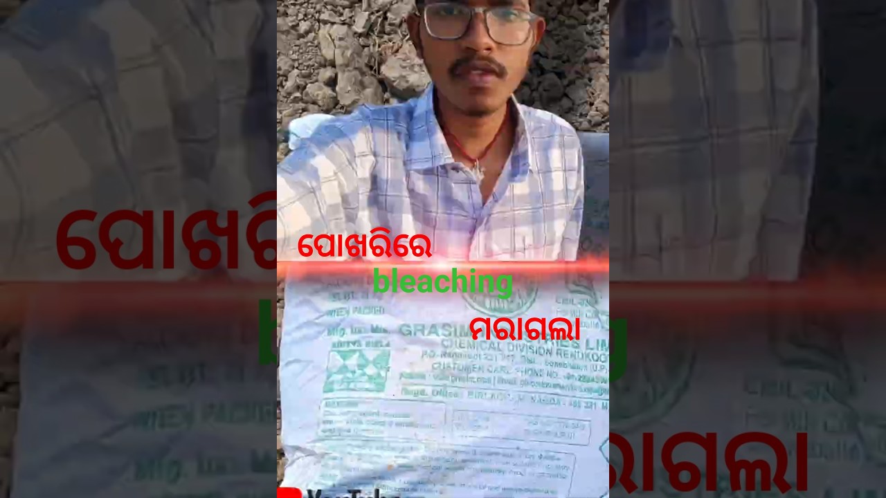 ​🦐 ଚିଙ୍ଗୁଡି ଘେରିରେ କାହିଁକି ମରାଯାଏ ବ୍ଲିଚିଂ? ଜାଣନ୍ତୁ ସତ କଥା!