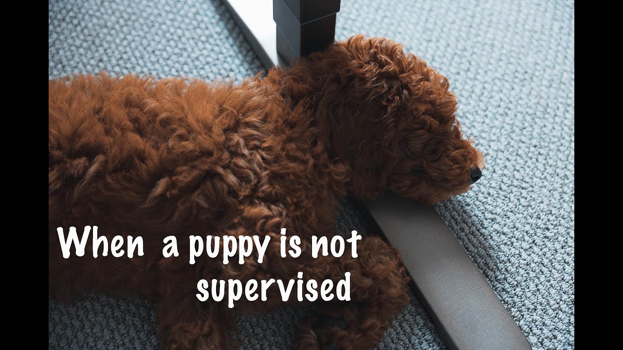 When a puppy is at home without us supervising