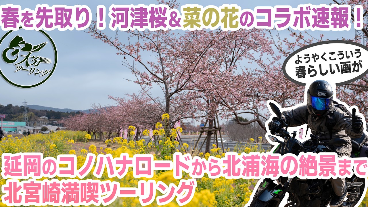 【2026速報】延岡コノハナロード河津桜の見頃は⁉︎ 河津桜と菜の花最強コラボ＆北浦の絶景海岸と海グルメを巡るツーリング