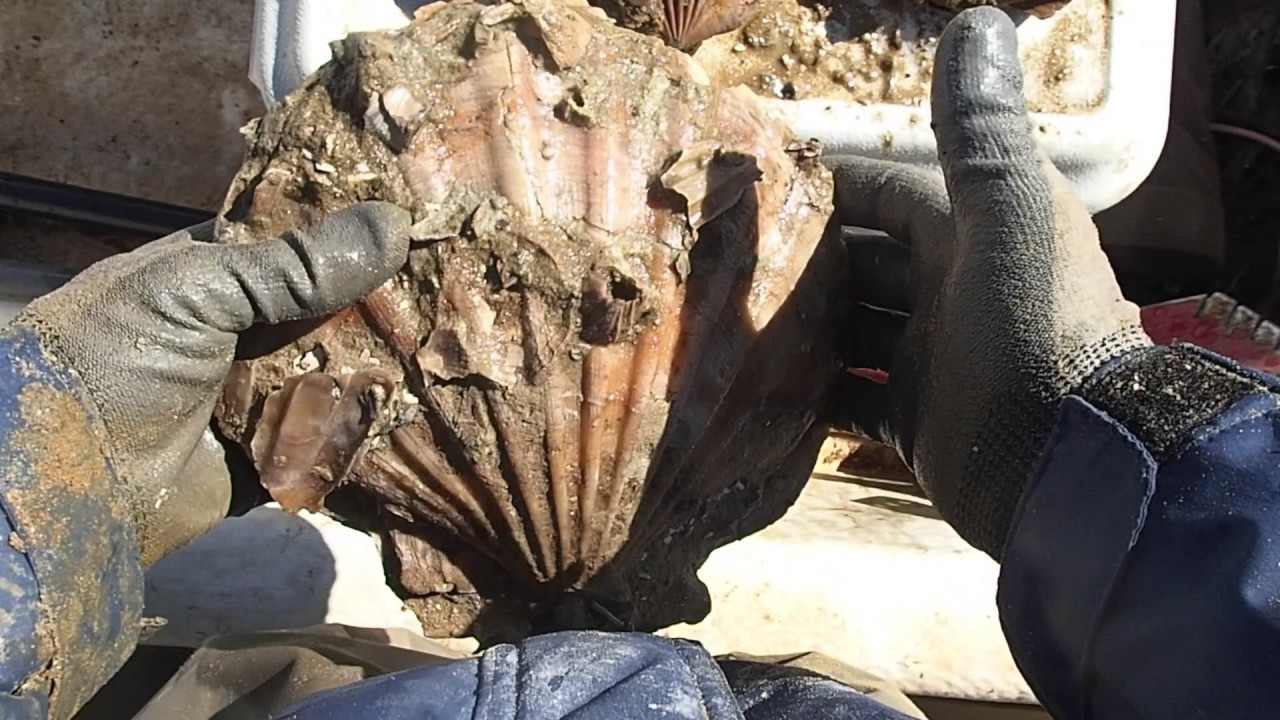 Annual Spring Fossil Hunt!