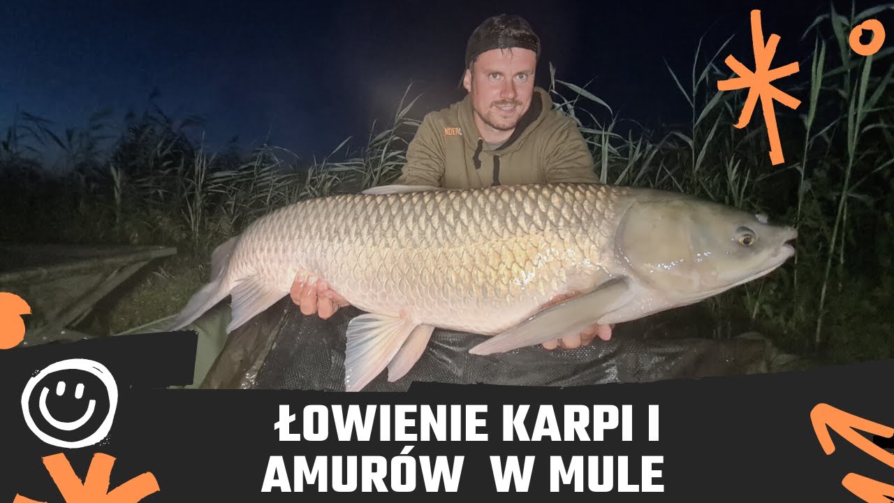 Łowienie Karpi i Amurów w Mule i Grążelach cz.1