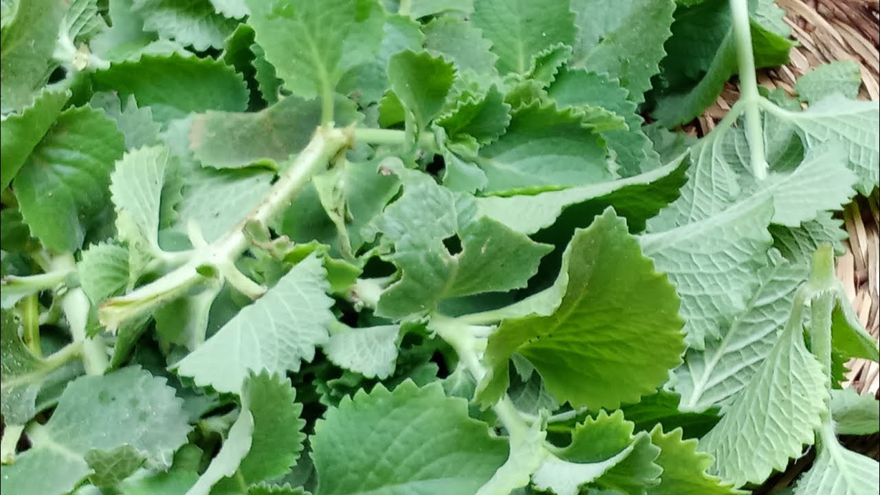 كنز بالمنزل (الزعتر ) أو ما يطلق عليه الاريجانو او الزعتر الأمريكي او الزعتر الجبلي أو الشار 