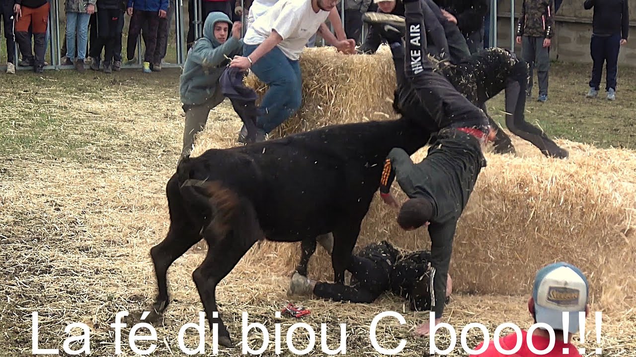 Toros paille manade Gillet le 06.12.2025.