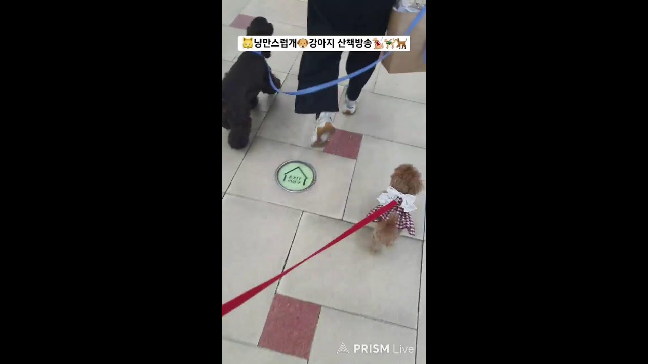 강아지,고양이분양🐶냥만스럽개🐶 라이브 방송