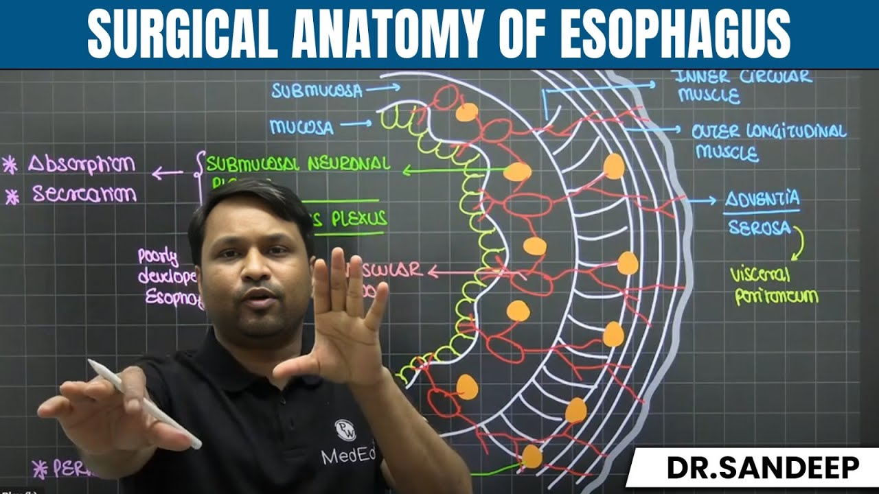 Surgical Anatomy of Esophagus | Surgery | Bailey learned with Dr. Sandeep | PW MedEd