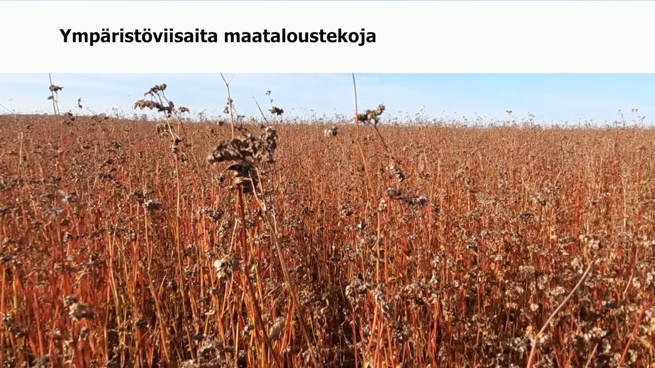 Ymp&auml;rist&ouml;viisaita maataloustekoja: tattarin viljely