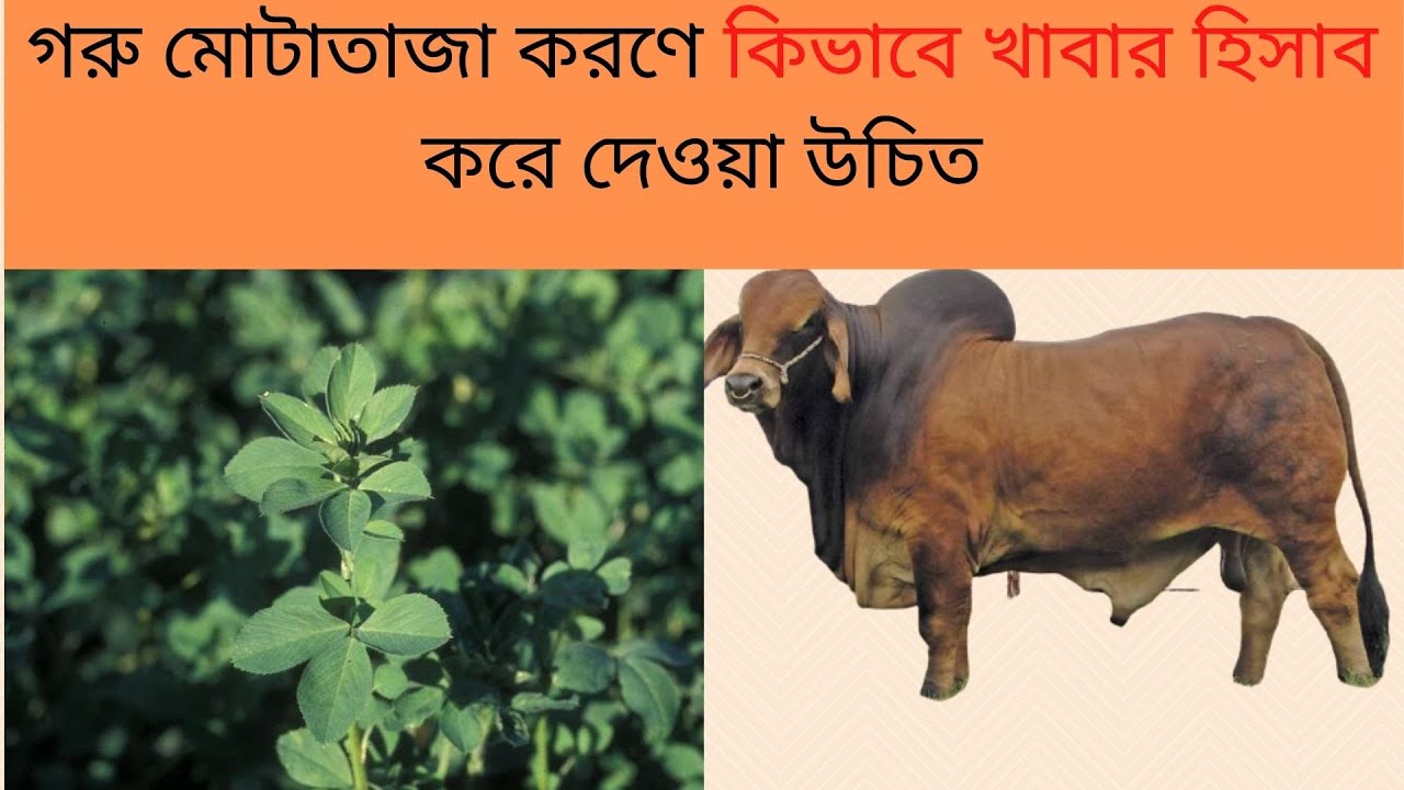 মোটাতাজা করণে কিভাবে খাবার হিসাব করে গরুকে দেয়া উচিত।।MK Bashar