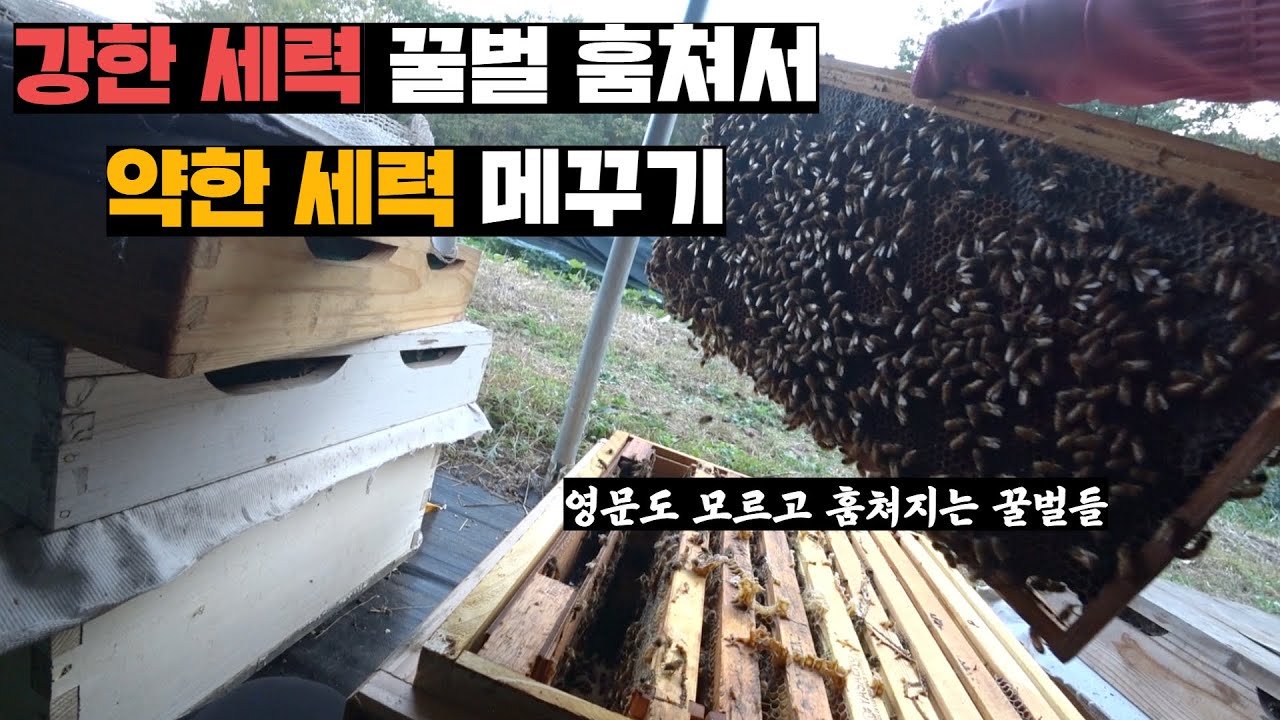강한 벌통 밥먹여서 안심시킨 뒤 애기꿀벌들 몰래 훔쳐서 약한 세력 벌통에 넣어주기