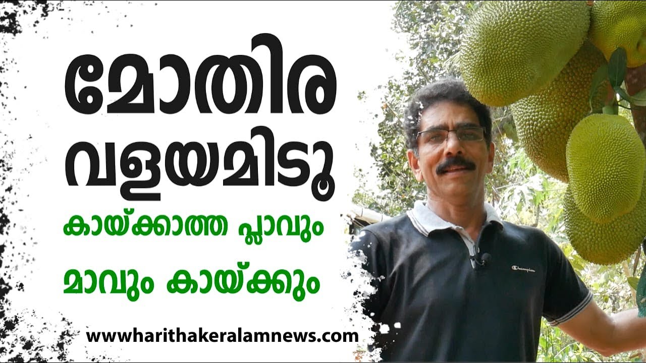 മോതിര വളയമിടൂ ; കായ്ക്കാത്ത പ്ലാവും മാവും കായ്ക്കും