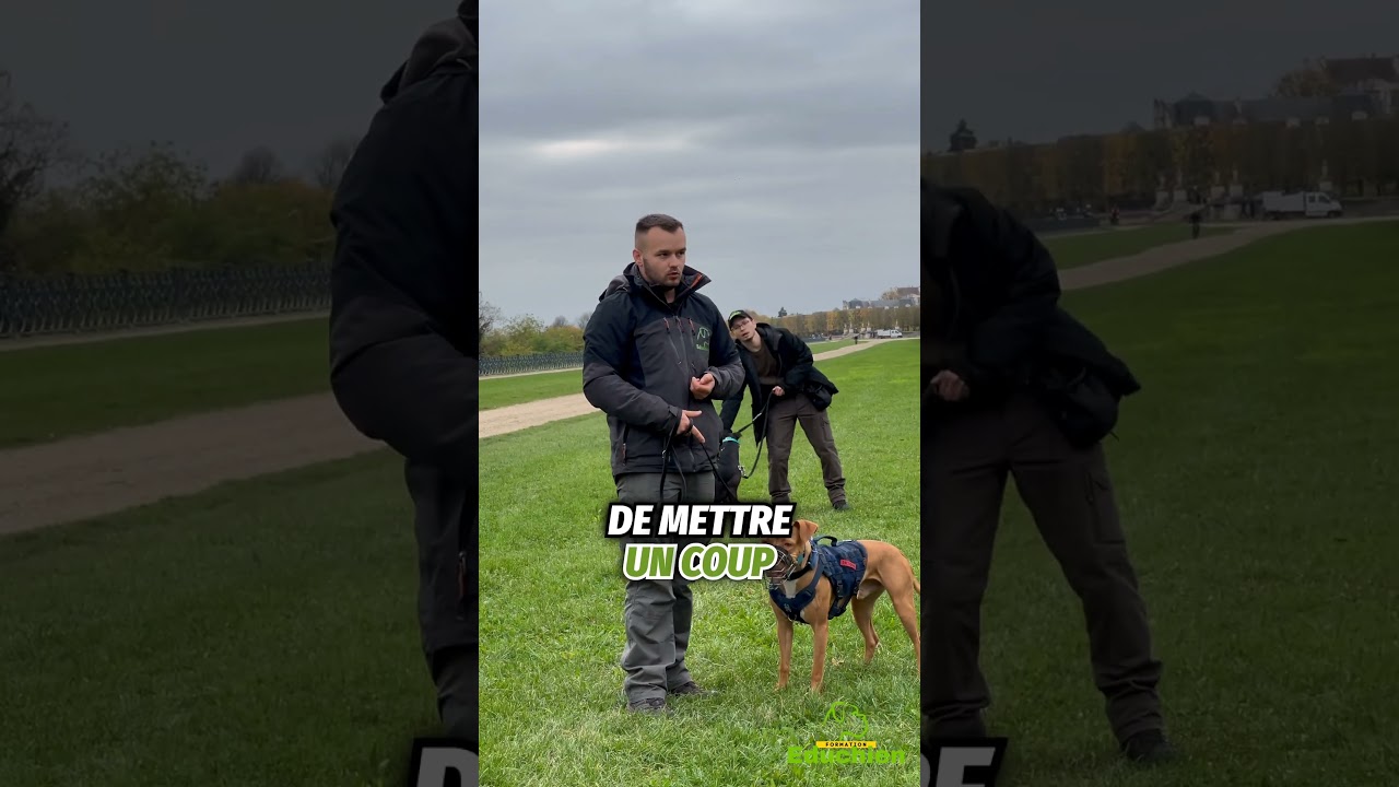 Est-il vraiment r&eacute;actif ? 🤔💥 Ne manquez pas l&rsquo;analyse d&rsquo;Alexis ! #chien #chienreactif #dogtraining