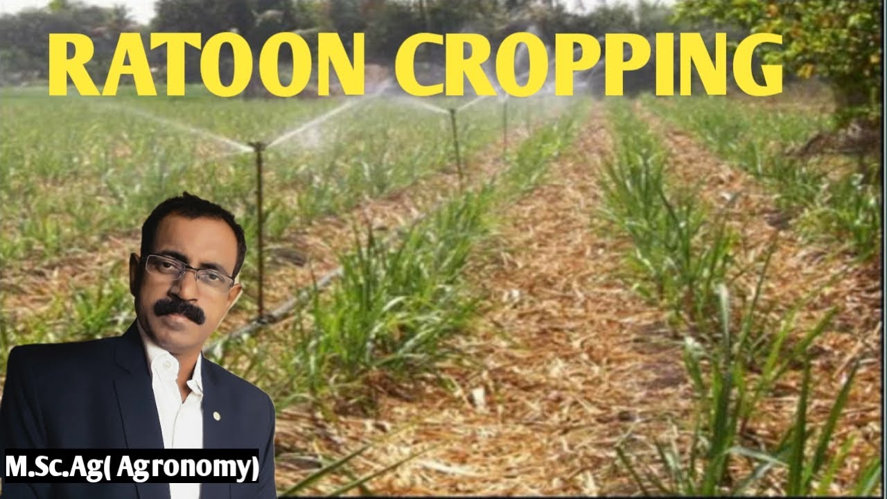 RATOON CROPPING