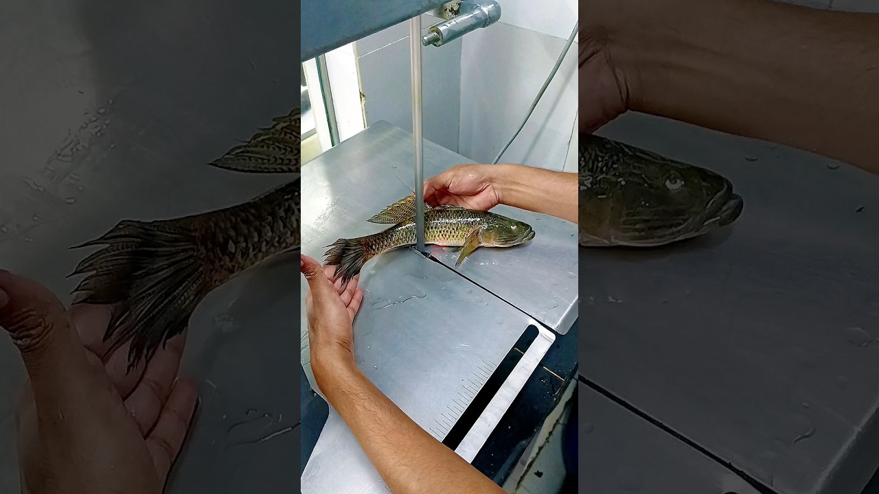 amazing 🐟 giant River Baila fish cutting skills video #youtubeshorts #shortvideo #viral #ytshorts