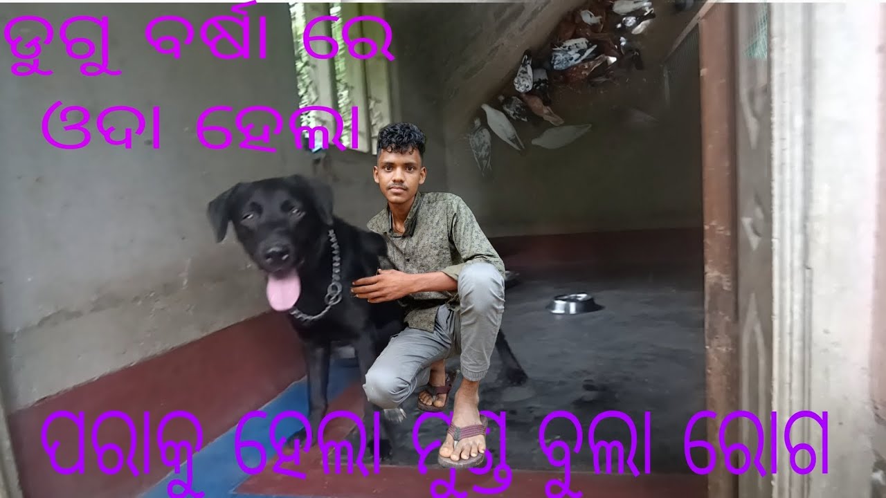 ||ପାରାକୁ ମୁଣ୍ଡ ବୁଲା ରୋଗ ହେଲା||ଡୁଗୁ ବର୍ଷା ରେ ଓଦା ହେଲା ||minizoo||odisha||jajpur||@petlovernarayan 