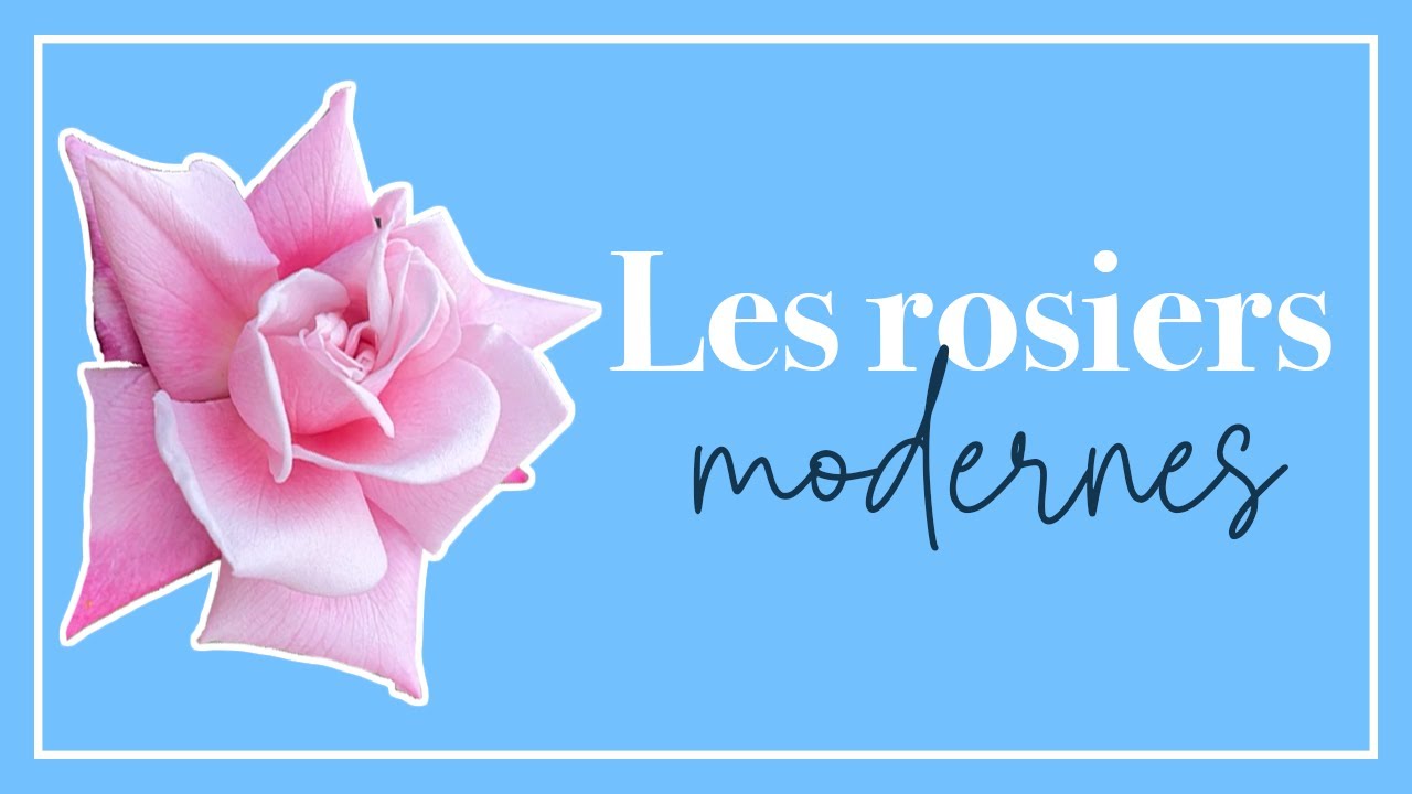 Les rosiers parfaits existent? Le fascinant travail pour trouver le rosier idéal du 20e siècle