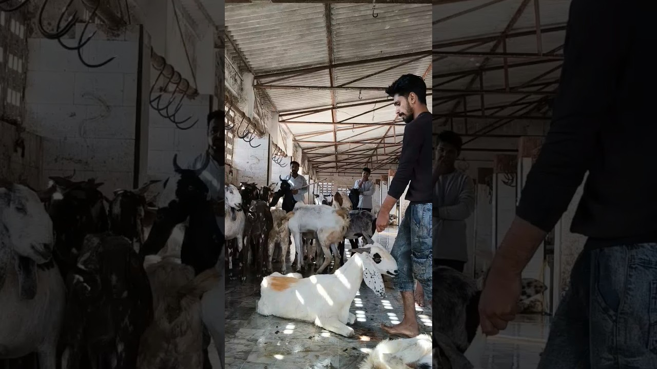 😱🐐 Goat Slaughter House Ka Asal Scene! Shocked Moment 
