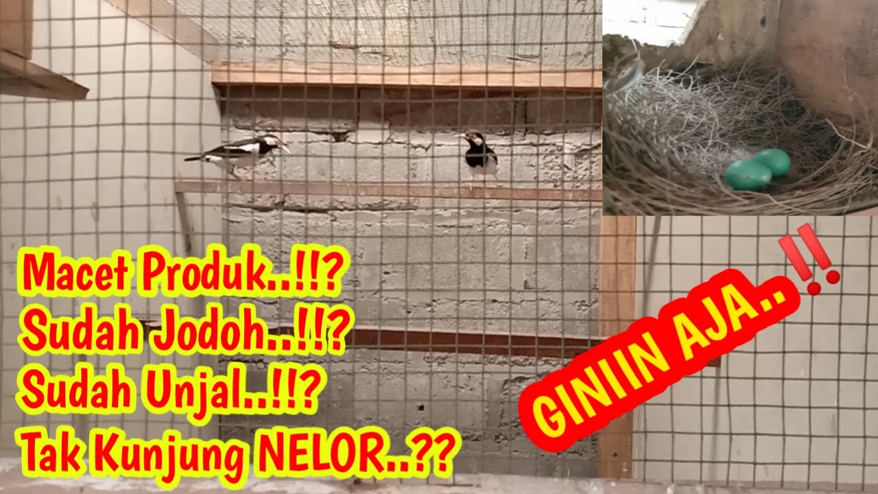 CARA MENGATASI INDUKAN MACET PRODUK DAN TIDAK KUNJUNG NELOR #su_kamdi