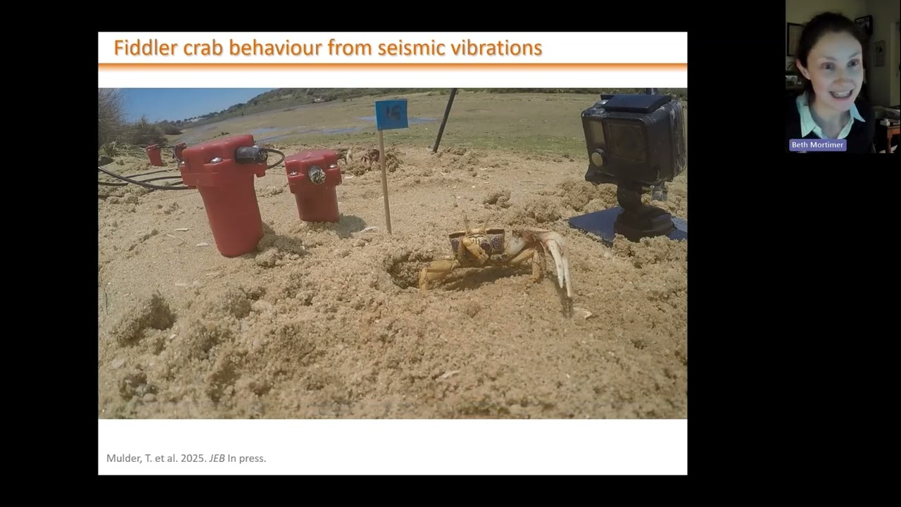 LC London: Can we remotely monitor wildlife using seismic sensors? with Beth Mortimer