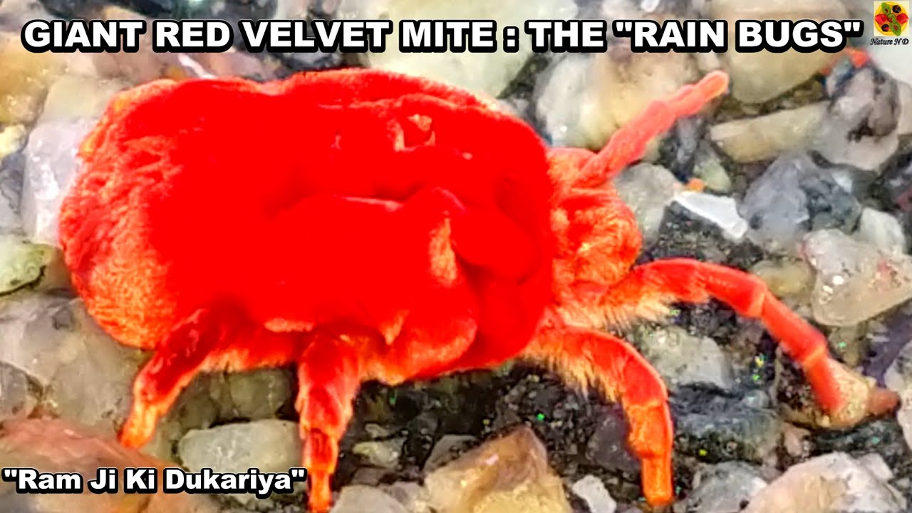 Friendly “Rain Bugs”. Giant Indian Red Velvet Mite, Trombidium sp Short Nature/Wildlife Documentary