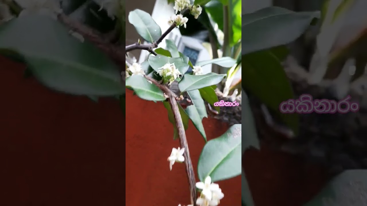 Atalantia ceylanica or commonly known as Yaki Naran is used in traditional medicine in Sri Lanka