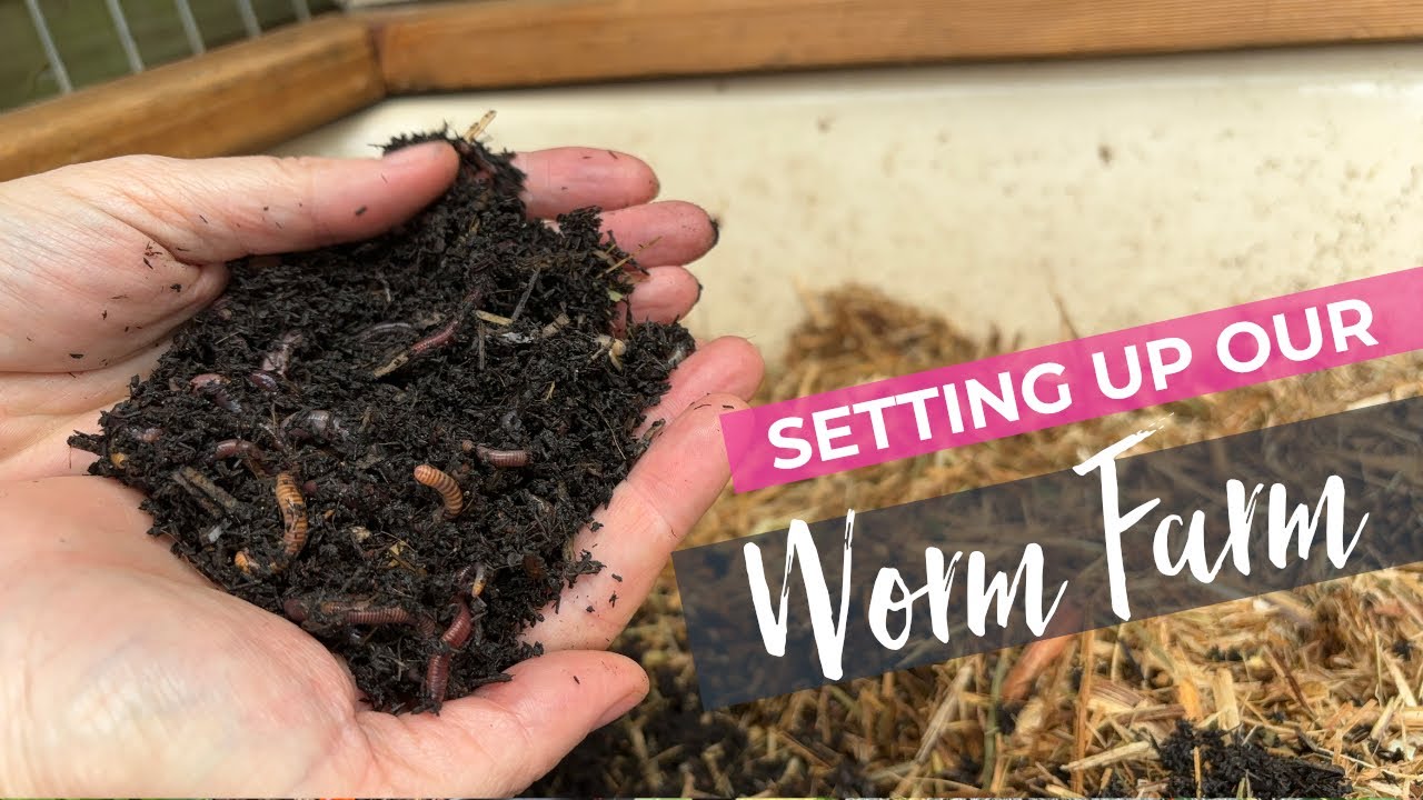 Setting up our bath tub worm farm (again)