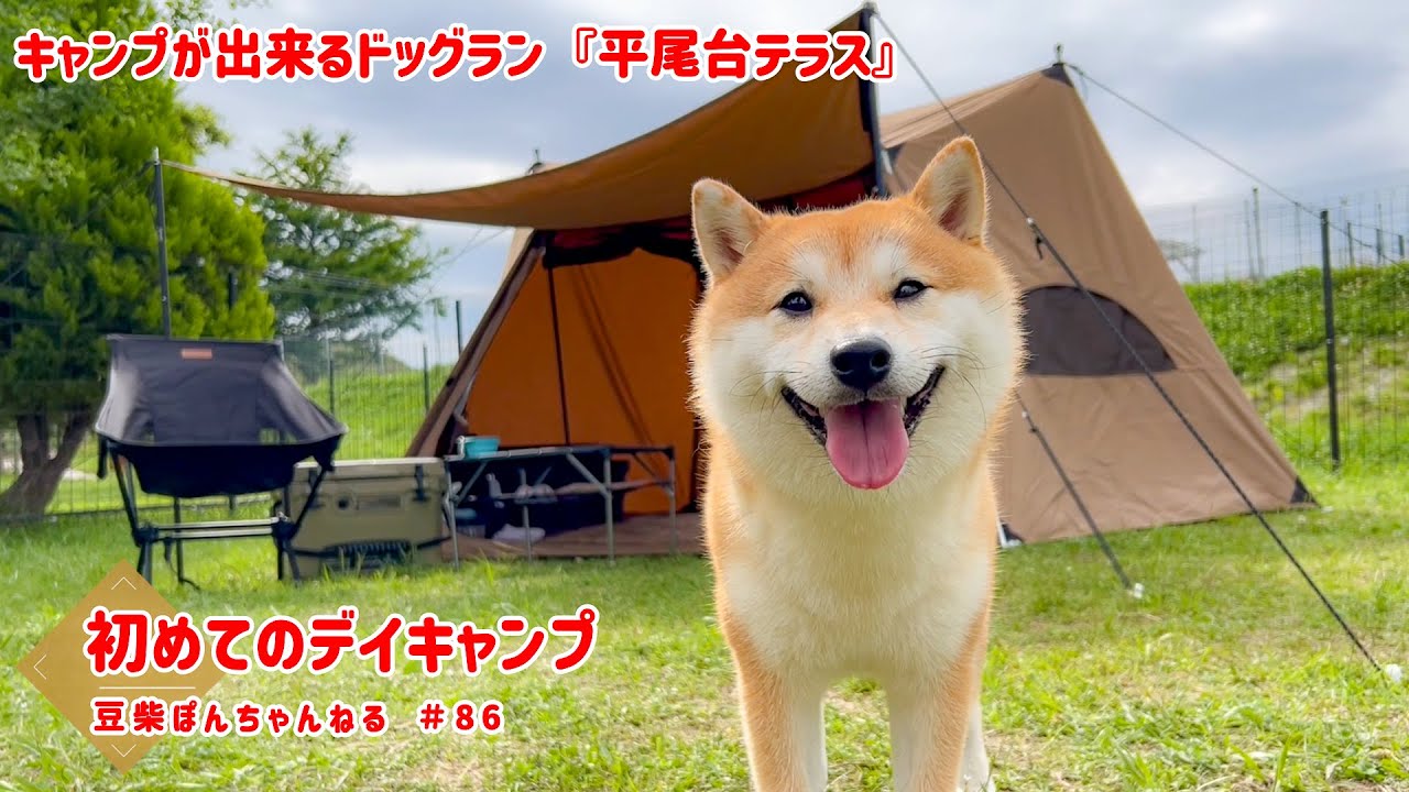 【平尾台テラス】ドッグランで初キャンプに挑戦したら、ぽん吉の色々な表情が見れました✨【＃86】