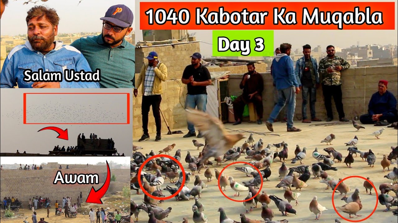 Day 3 | Khailfa Abid | Khalifa Naju | 520 520 Kabotar | 1040 Pigeon | Biggest Pigeon Match
