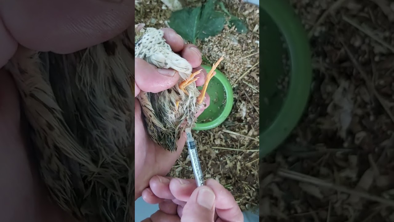 Obstrucción de huevo codorniz oxitocina