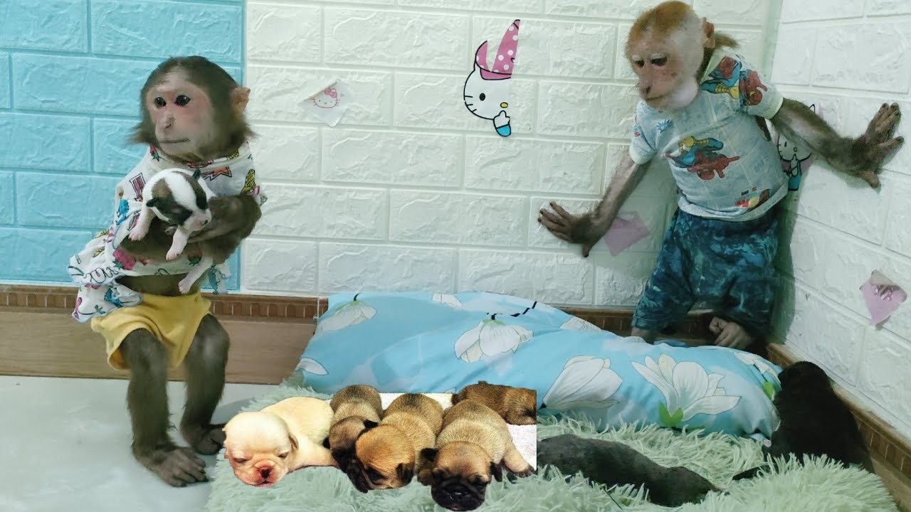 Mimi Kuku are kind nannies who take care of the puppies