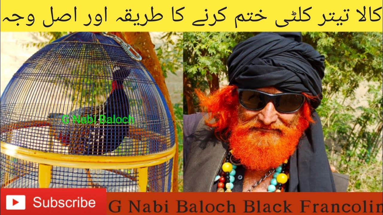 Kala Teetar kulti back top Khatam karne ka tareka Mama Rind black Francolin toper solution