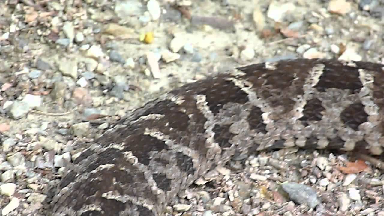 Bothrops asper Video 04 (Fer-de-lance or Common lancehead - Barba amarilla)