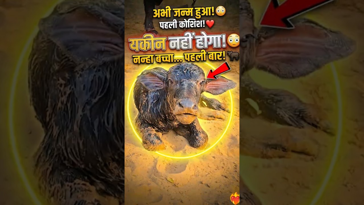 Baby Buffalo First Time Standing 😂 | Funny Baby Animal Moment #shorts #calf #buffalo #animalshorts