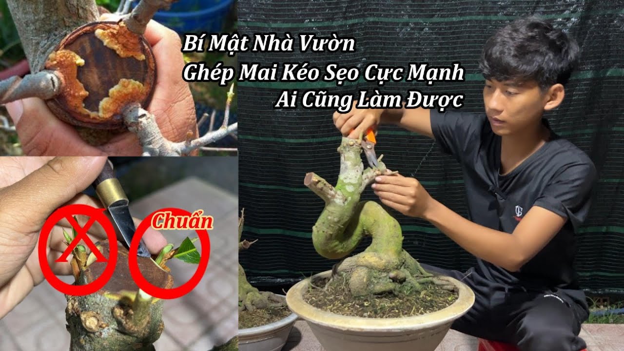 Bí Mật Nhà Vườn Mẹo Ghép Mai Mau Liền Sẹo - Mai Vàng Duy Hiếu