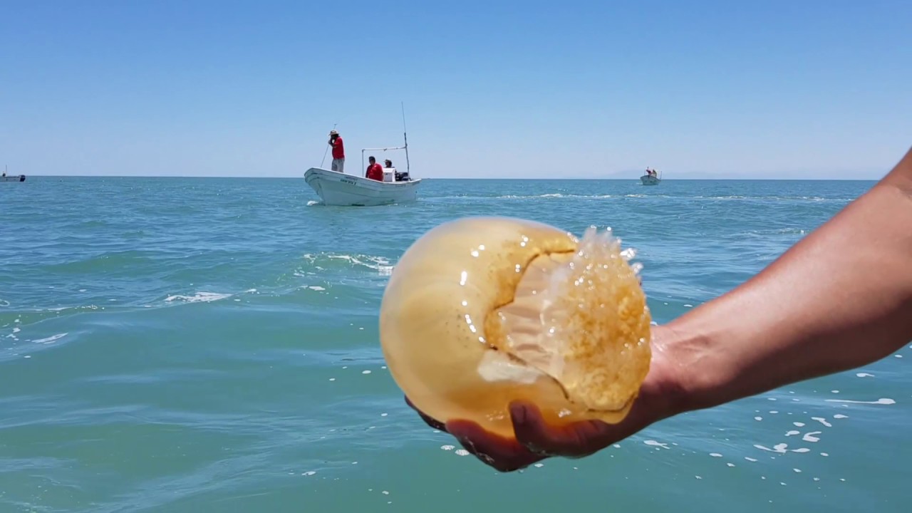 Medusa Bola de Cañon