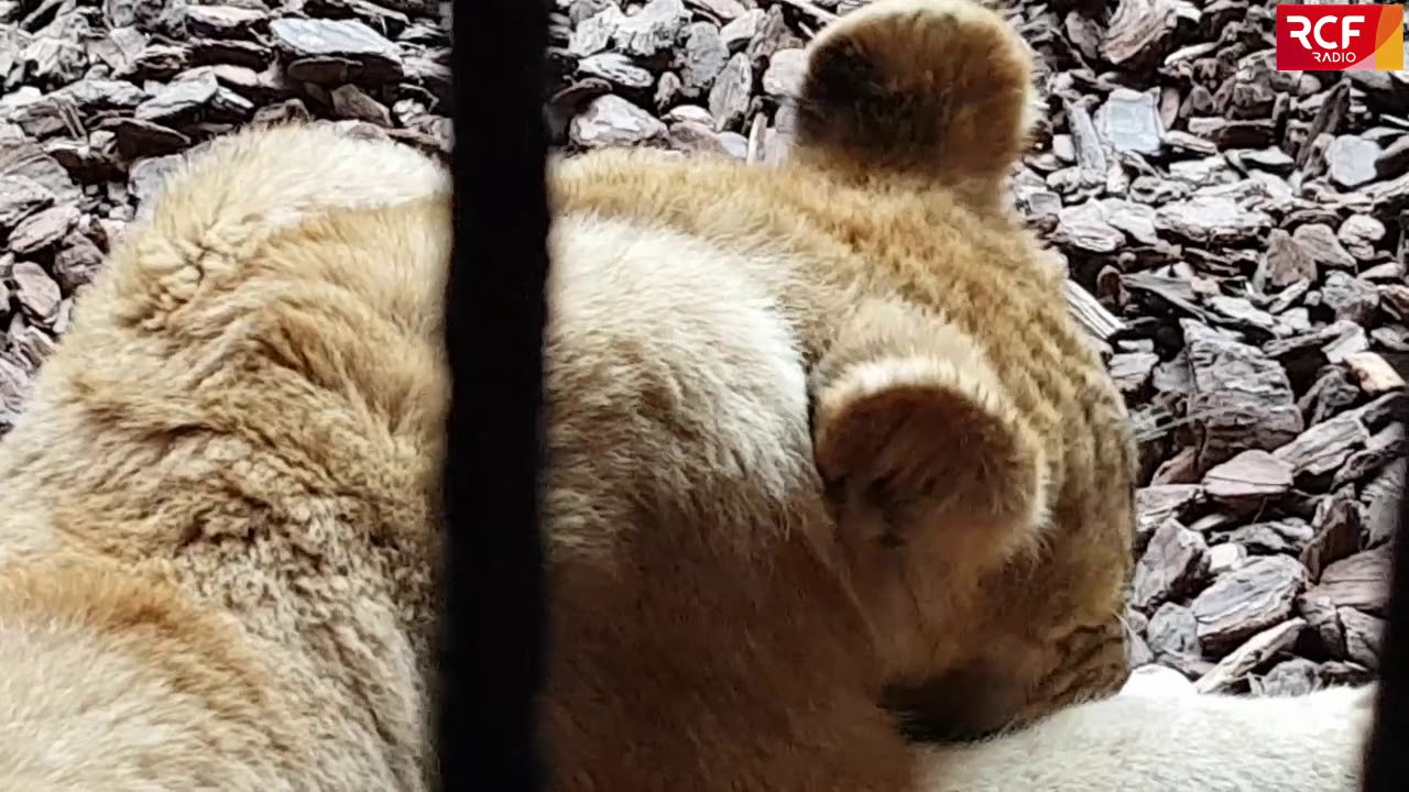 Tonga, visite guidée au refuge des animaux recueillis !