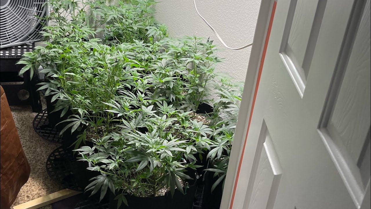 Sin Mint Cookies line up week11 from Sin City Seeds