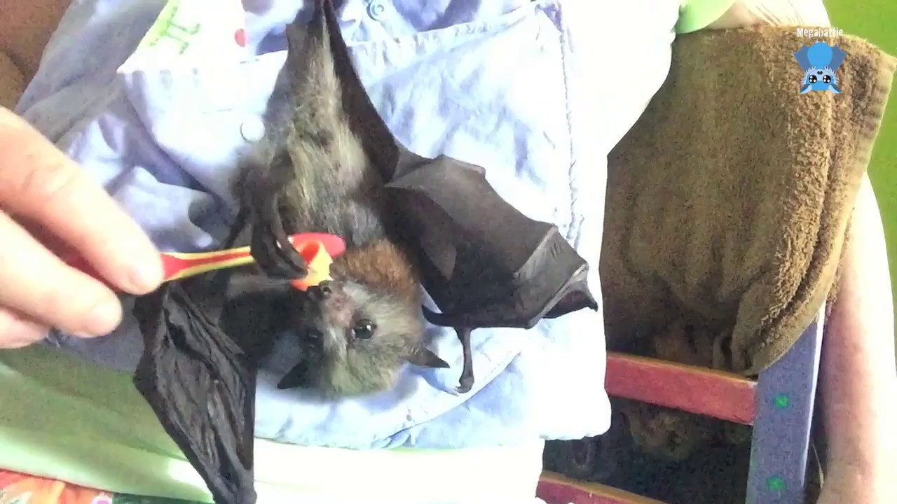 Baby bat daily life:  this is Windsong playing