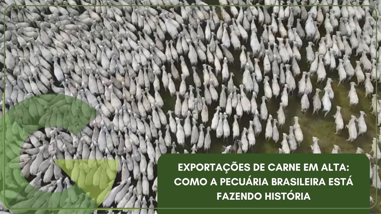 EXPORTAÇÕES DE CARNE EM ALTA: COMO A PECUÁRIA BRASILEIRA ESTÁ FAZENDO HISTÓRIA