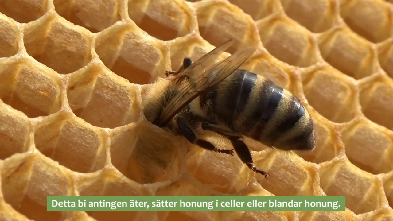 Honung - Fr&aring;n blomman till bordet