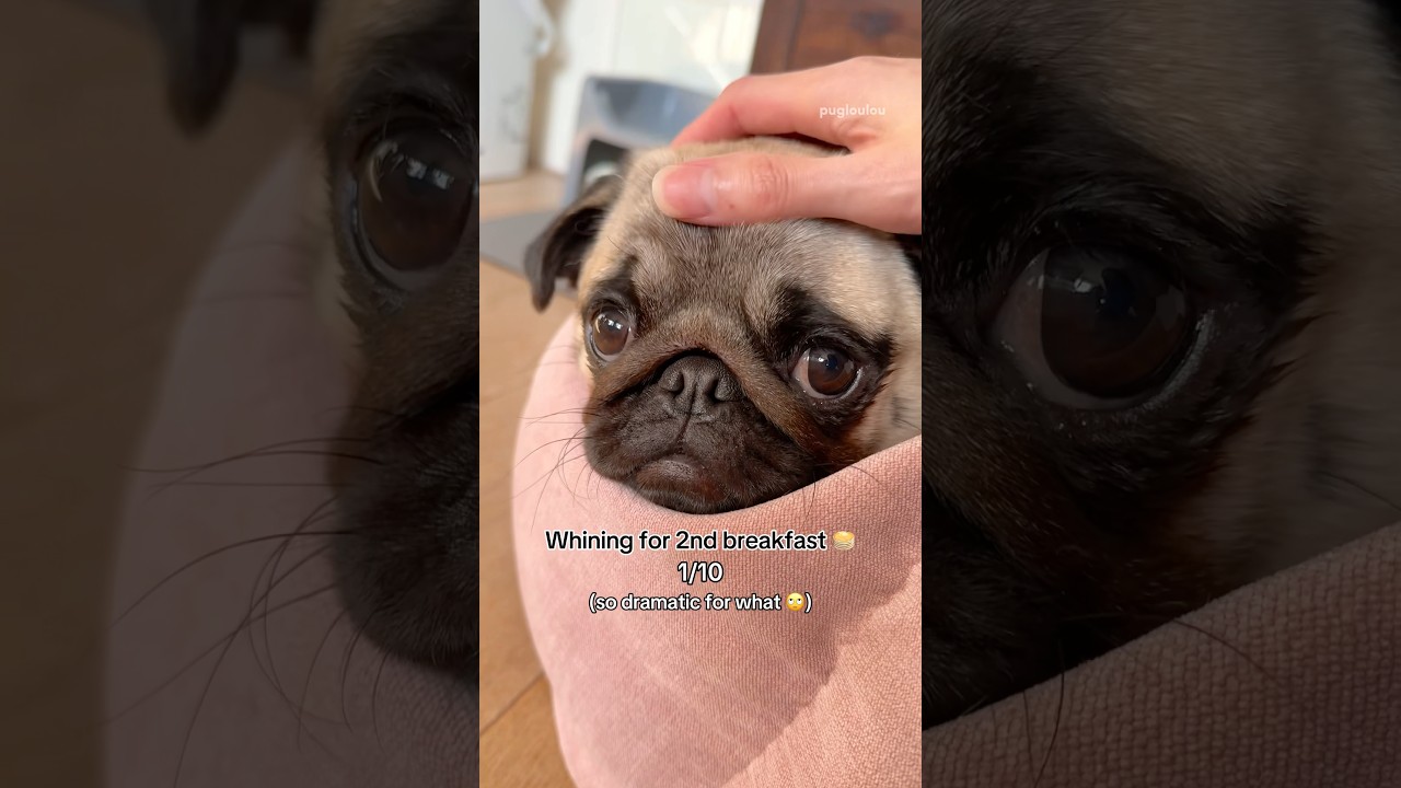 Rating the SOUNDS my PUGS make 🐶✨ 