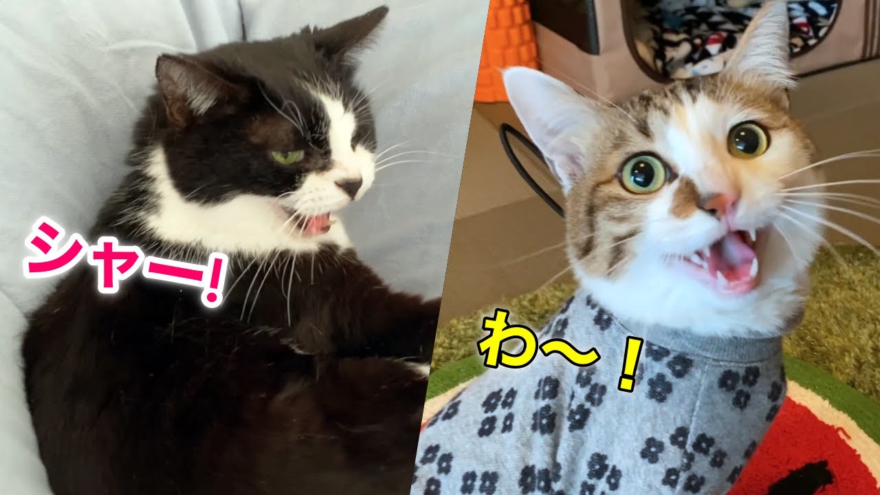 ファーミネーターにガチギレの猫と大喜びの猫【春の換毛期到来】