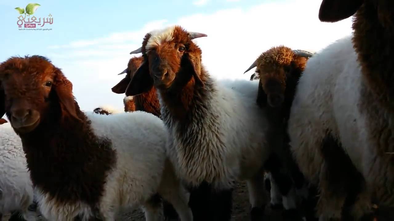 سنن عيد الأضحى - للشيخ نبيل العوضي