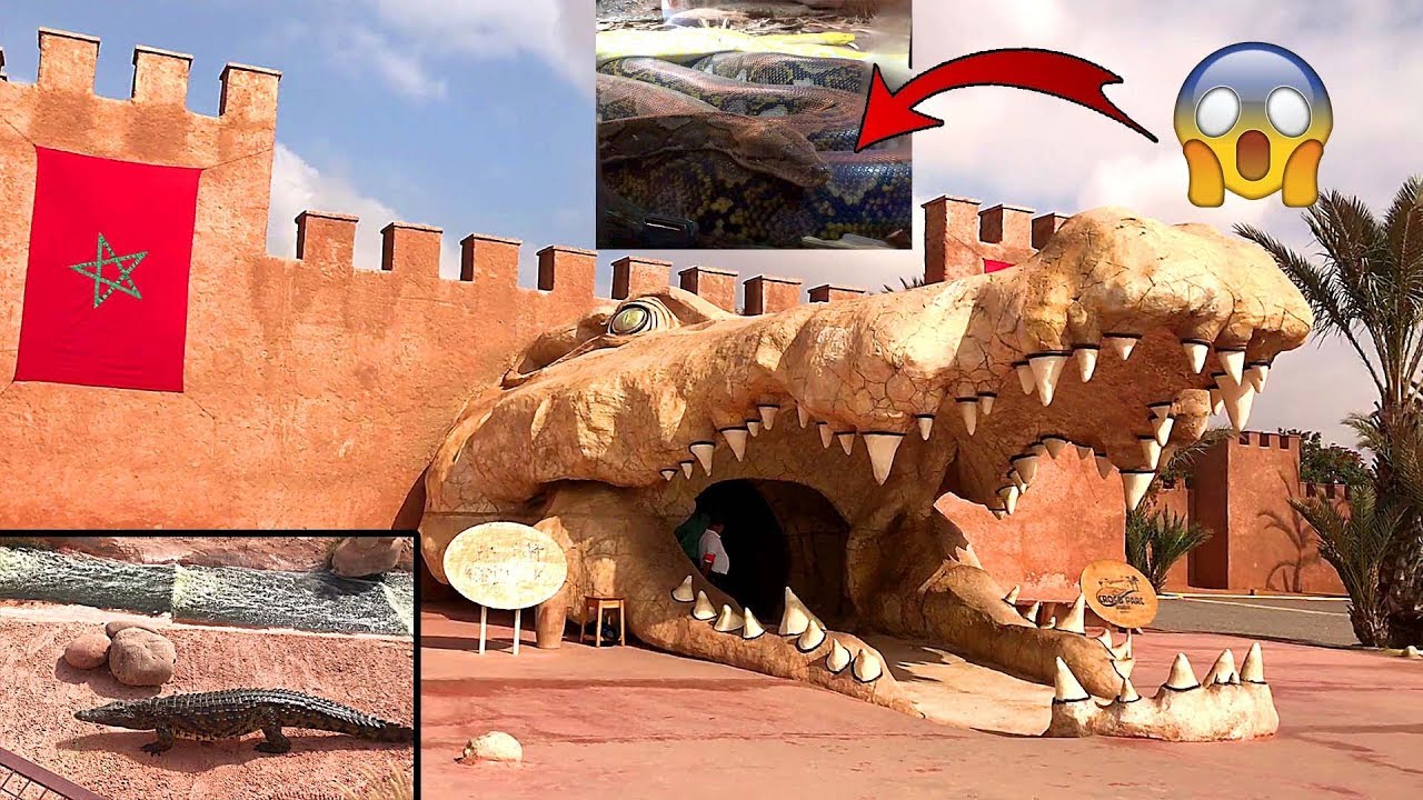 Crocoparc Agadir 4k