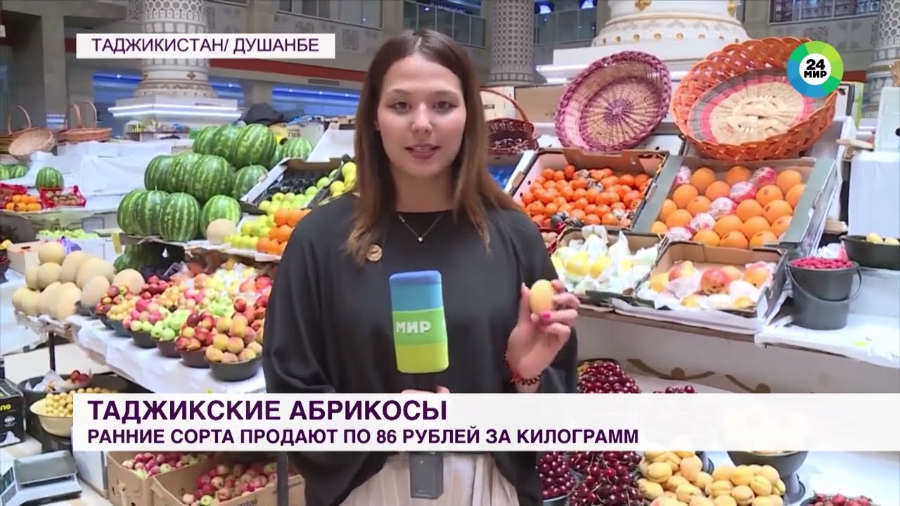 В Таджикистане начался сбор ранних сортов абрикоса