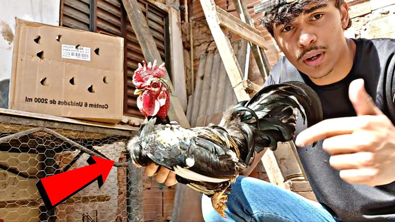 ATUALIZAÇÃO NA CRIAÇÃO DE GARNIZÉS // COMPREI NOVAS AVES... 