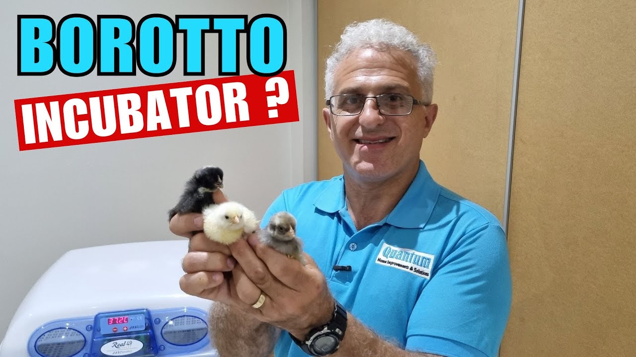 Incubate Chicks using a Borotto Incubator with a high Hatch Rate! So Cute