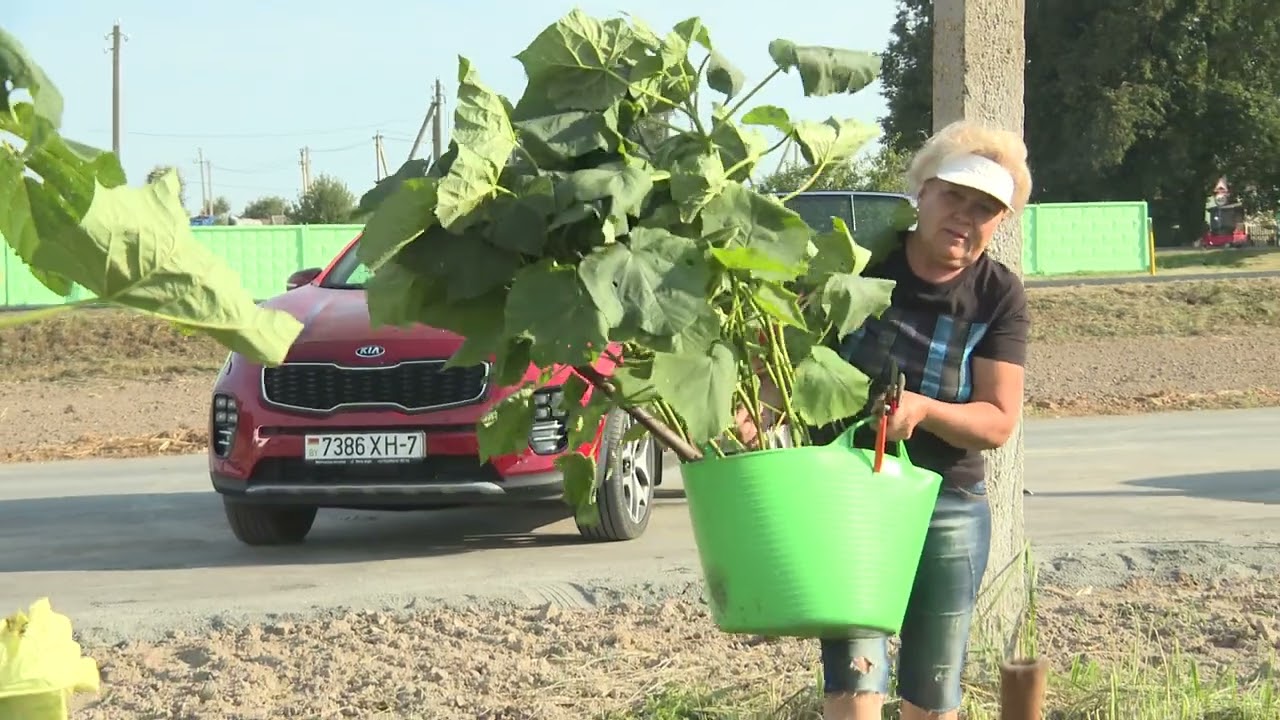 Субботник прошел в агрогородке Кривичи &ndash; местные жители вышли на уборку парка