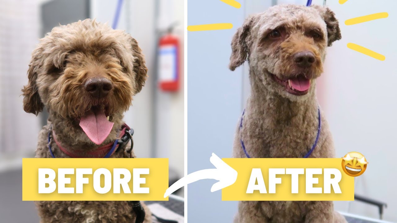 Roosa the Spanish Water Dog: A Relaxing Wash & Shave! 🐾
