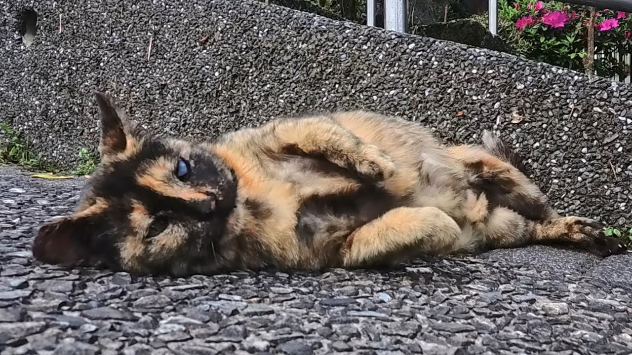 Эта кошка, должно быть, выросла, любя всё милое! 💕