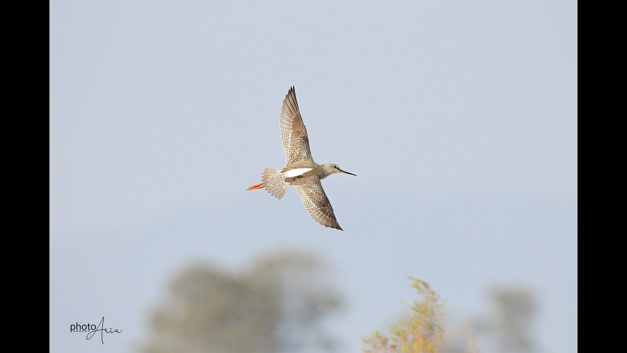 Enchanting Spotted Redshank Bird Call - Nature's Symphony in the Wetlands